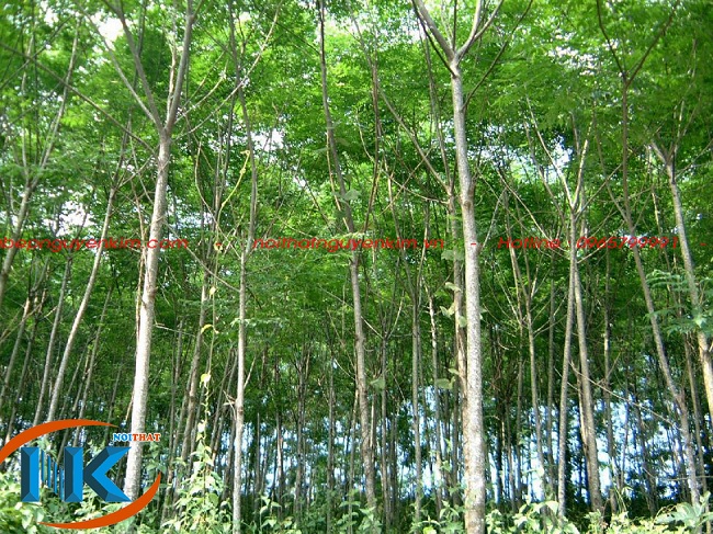Hình ảnh cây gỗ xoan đào